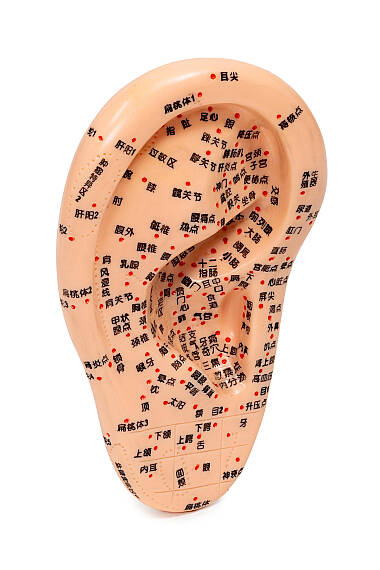 Modèle d’Oreille avec Points d’Acupuncture – Support Pédagogique d’Auriculothérapie - 3
